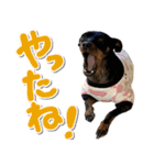 ミニピンそらっくりん（個別スタンプ：37）
