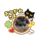 ☆にゃんこファミリー☆（個別スタンプ：6）