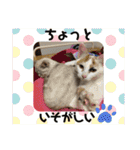 ☆にゃんこファミリー☆（個別スタンプ：16）