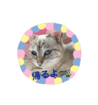 ☆にゃんこファミリー☆（個別スタンプ：18）