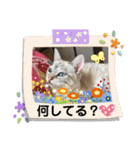 ☆にゃんこファミリー☆（個別スタンプ：31）