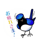 トリStamp●なつの鳥（個別スタンプ：16）