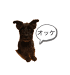 ショコラッチ（個別スタンプ：3）