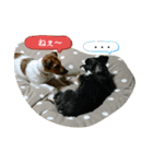 原家のあずき（個別スタンプ：3）