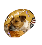 原家のあずき（個別スタンプ：4）