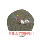 原家のあずき（個別スタンプ：6）
