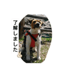 原家のあずき（個別スタンプ：8）