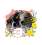 保護犬達いろいろ（個別スタンプ：1）