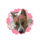 保護犬達いろいろ（個別スタンプ：5）
