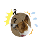 保護犬達いろいろ（個別スタンプ：6）
