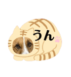 保護犬達いろいろ（個別スタンプ：8）