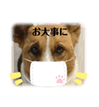 保護犬達いろいろ（個別スタンプ：14）