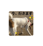 保護犬達いろいろ（個別スタンプ：15）