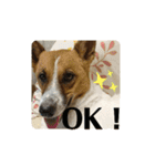 保護犬達いろいろ（個別スタンプ：18）