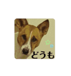 保護犬達いろいろ（個別スタンプ：20）