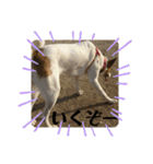 保護犬達いろいろ（個別スタンプ：22）