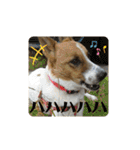保護犬達いろいろ（個別スタンプ：24）