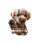 田平チョコスタンプ（個別スタンプ：3）