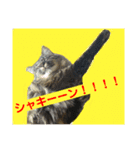猫3姉妹の日常（個別スタンプ：1）