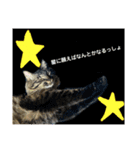 猫3姉妹の日常（個別スタンプ：6）