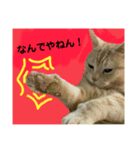 猫3姉妹の日常（個別スタンプ：7）