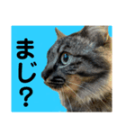 猫3姉妹の日常（個別スタンプ：8）