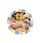 台日混血兒芽生ちゃん（個別スタンプ：9）