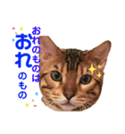 ベンガル猫のフェリスくん 日常ネタ（個別スタンプ：1）
