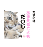 ベンガル猫のフェリスくん 日常ネタ（個別スタンプ：4）