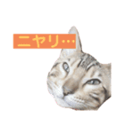 ベンガル猫のフェリスくん 日常ネタ（個別スタンプ：6）