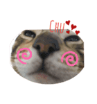 ベンガル猫のフェリスくん 日常ネタ（個別スタンプ：7）