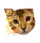 ベンガル猫のフェリスくん 日常ネタ（個別スタンプ：8）