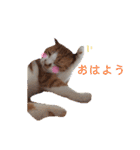 うめとくりのユ ニ ー ク  ス タ ン プ  2（個別スタンプ：1）