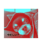 わんわんの平凡な日常（個別スタンプ：13）