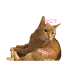 Be cats（個別スタンプ：1）