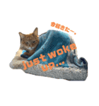Be cats（個別スタンプ：2）