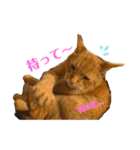 Be cats（個別スタンプ：4）