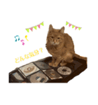 Be cats（個別スタンプ：5）
