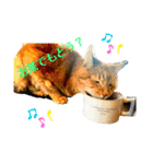 Be cats（個別スタンプ：6）