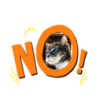 Be cats（個別スタンプ：7）