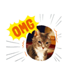 Be cats（個別スタンプ：8）