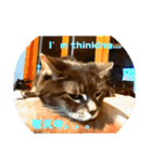Be cats（個別スタンプ：10）