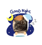 Be cats（個別スタンプ：11）