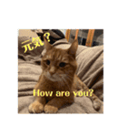 Be cats（個別スタンプ：12）