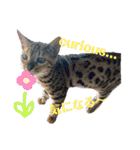 Be cats（個別スタンプ：17）