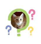 Be cats（個別スタンプ：18）
