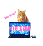 Be cats（個別スタンプ：19）