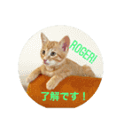 Be cats（個別スタンプ：20）