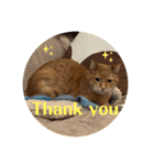 Be cats（個別スタンプ：21）