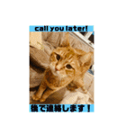 Be cats（個別スタンプ：22）